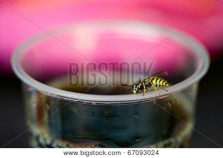 Wasp On The Cup