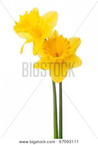 Daffodil flower or narcissus  bouquet  isolated on white background cutout
