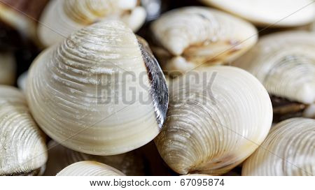 fresh clams on white background 