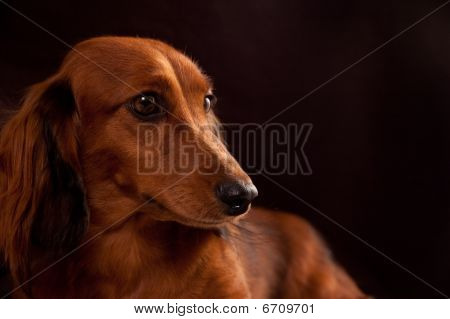 Dachshund de pêlo longo