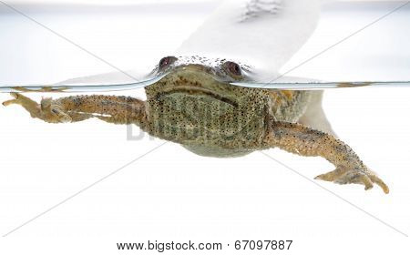 Spanish Amphibious