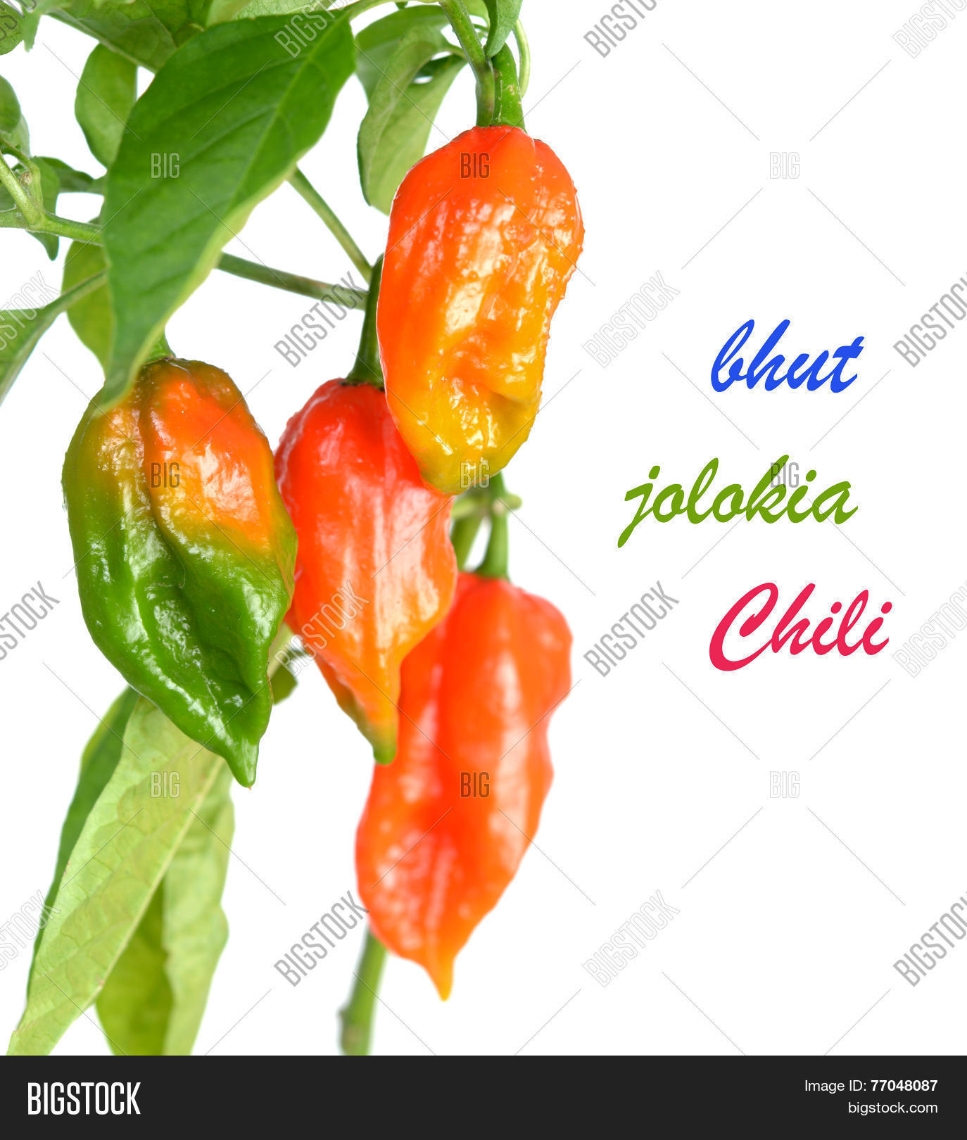 Image Preview