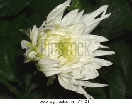 달리아 꽃 봉 오리