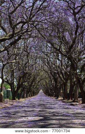 Suburban Road With Line Of Jacaranda Trees And Small Flowers