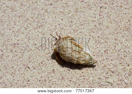 Crab Inside A Shell