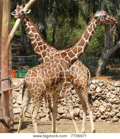 Nuori kirahvi pari