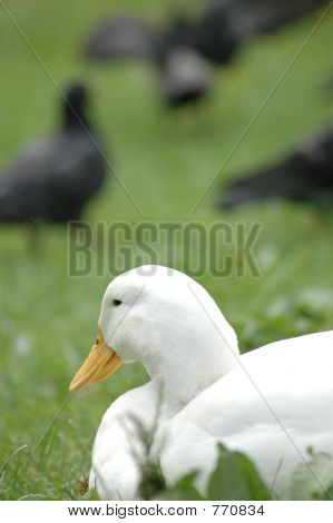Cigno bianco