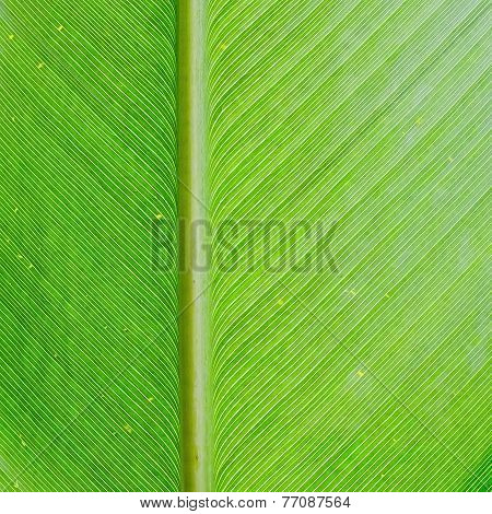 Leaf Texture