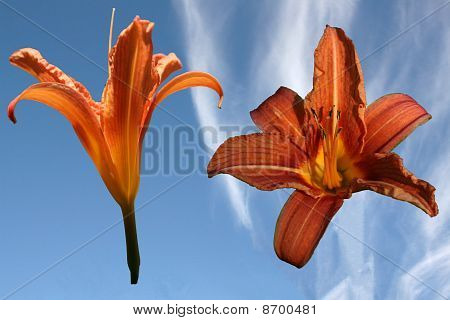 2 Lilys