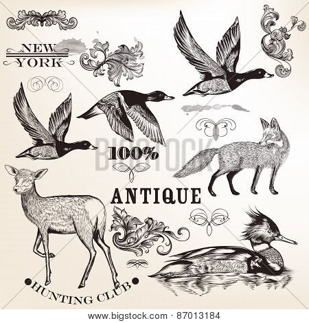 Collection Of Vector Hand Drawn Animals And Flourishes
