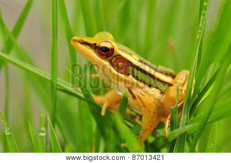 Hidden Frog