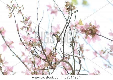 Bauhinia