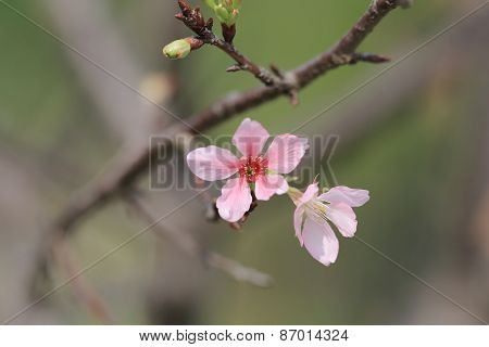 Pink Blossom Sukura Flowers On A Spring Day