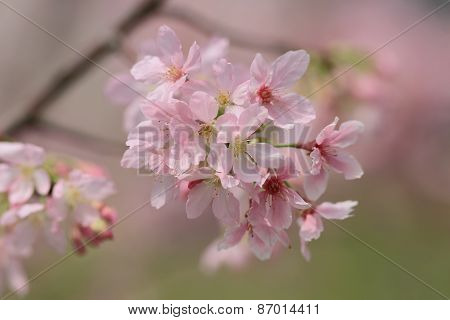 Pink Blossom Sukura Flowers On A Spring Day