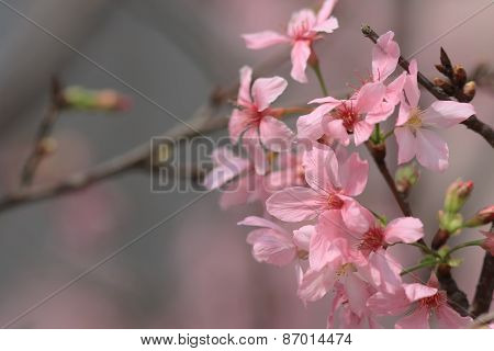 Sukura Flowers On A Spring Day