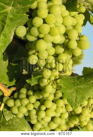 Hrozny na vinici
