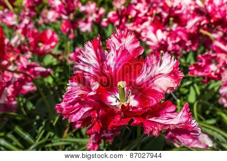Red Tulips