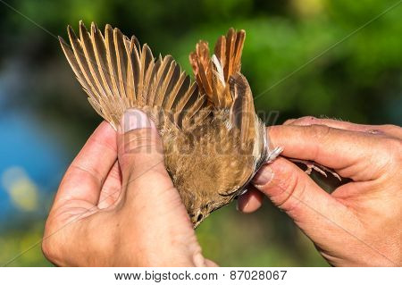 Ornithologist Examines Bird