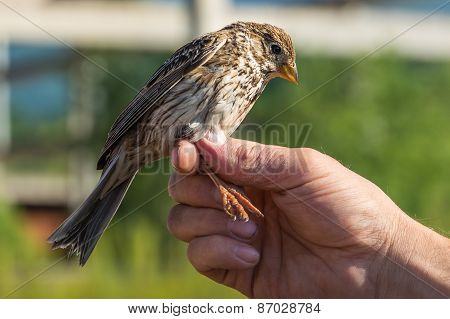 Ornithologist Examines Bird