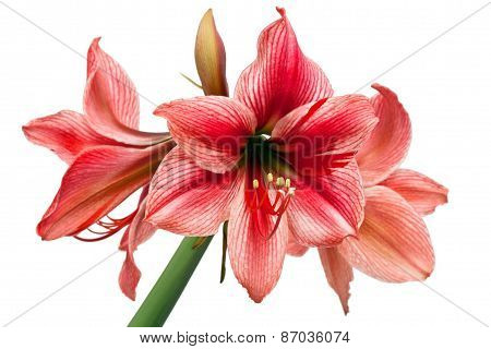Hippeastrum Gervase