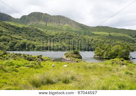 White Sheep On The Kerry Way