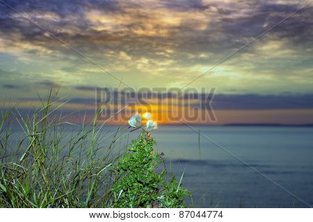 Yellow Sunset Over Loop Head With Thistles