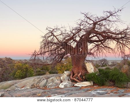 Chestnut Tree At Kubu Island
