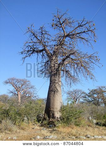 Baobab Tree At Kubu Island
