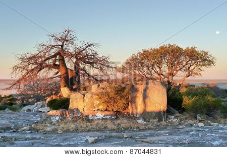 Baobab Tree At Kubu Island