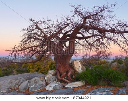 Chestnut Tree At Kubu Island