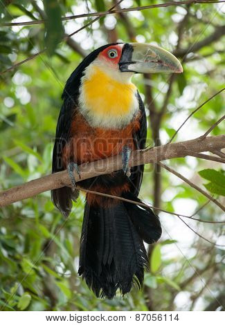 Tucano green beak