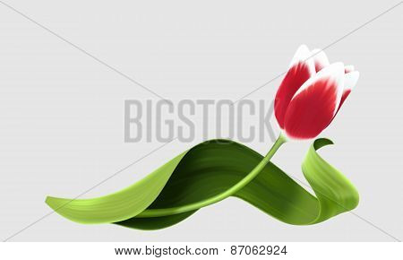 Red tulip isolated over grey background