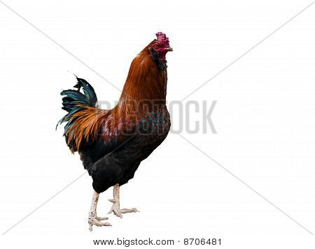 Kohoutek na bílém