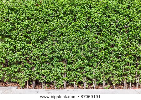 Green Tree Wall Fence Background