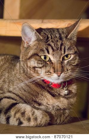 Tabby Cat Laying On Side