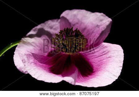 Pink Poppy