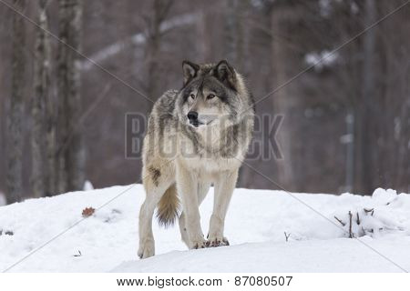 A lone timber wolf in a winter scene