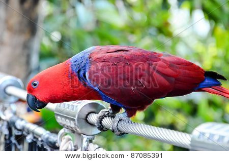 Parrot Tropical Bird