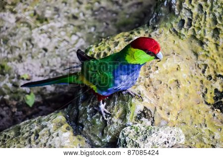 Parrot Tropical Bird
