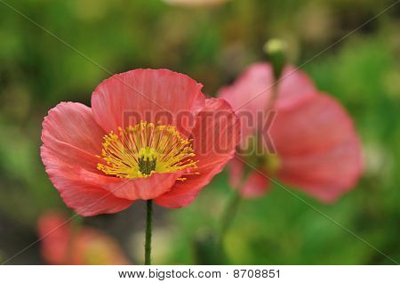 Rote Island Mohn Blumen im Garten