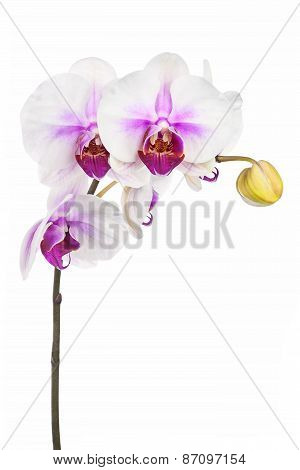 Blooming Twig Of White Purple Orchid Isolated On White Background.