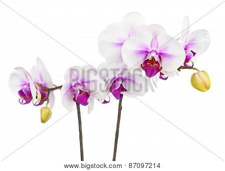 Blooming Twig Of White Purple Orchid Isolated On White Background.
