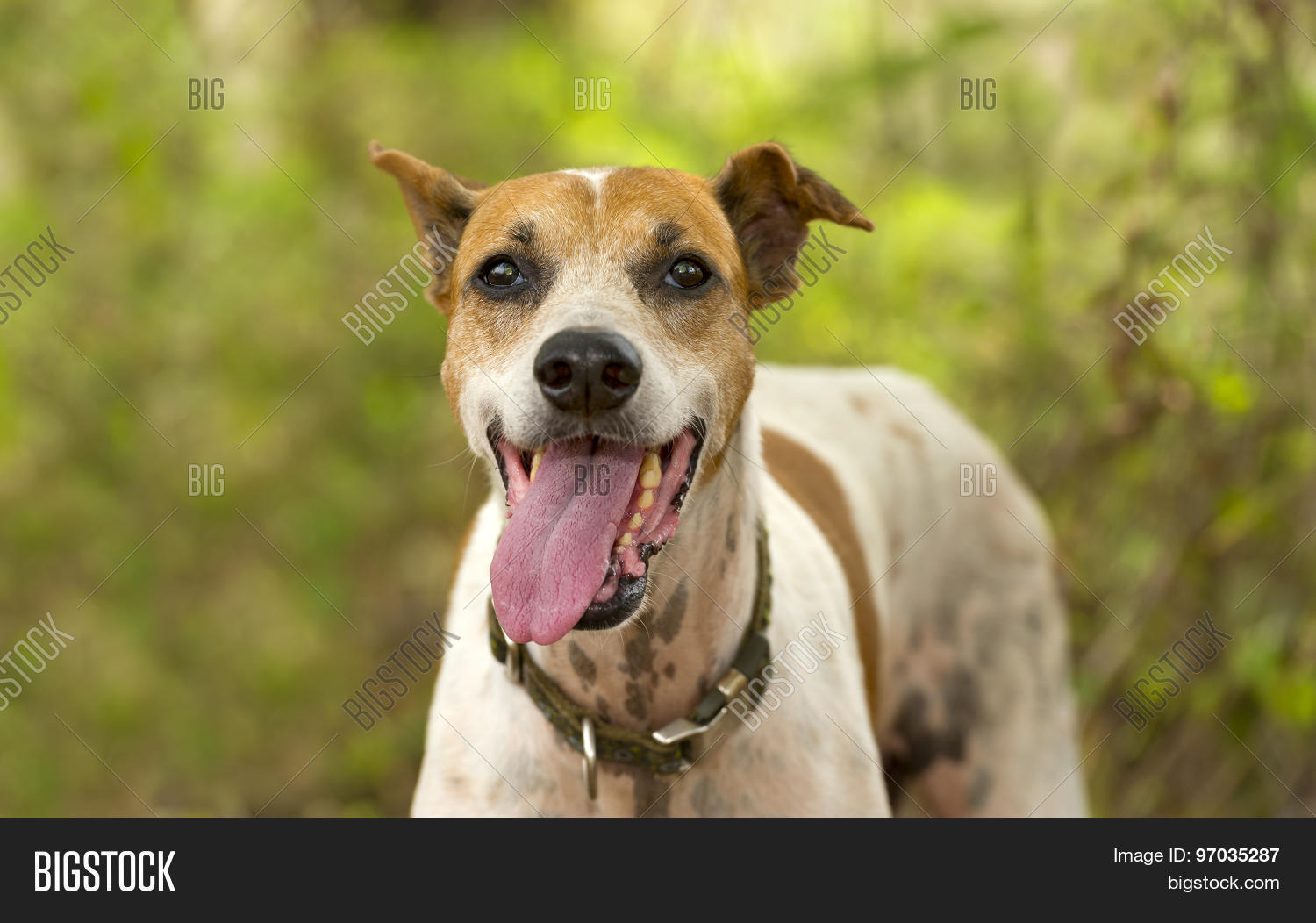 Dog Outdoors Panting Image & Photo (Free Trial) Bigstock