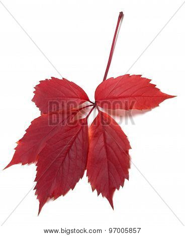 Dark-red Autum Virginia Creeper Leaf
