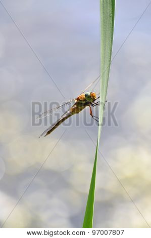 Dragonfly Close Up Sitting On The Grass Above The Water