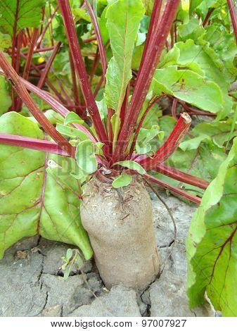 Beets