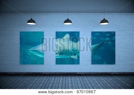 Grey room against shark swimming in fish tank