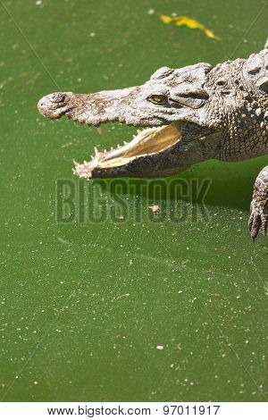 Crocodile Head With Open Jaws Closeup
