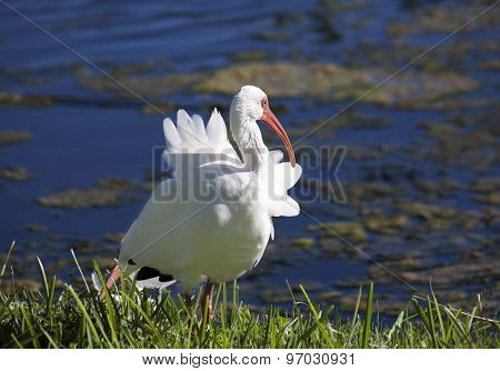 American White Ibis (Eudocimus albus) grooming Feathers