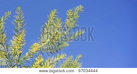 Bright Australian Spring Background Golden Wattle And Blue Sky